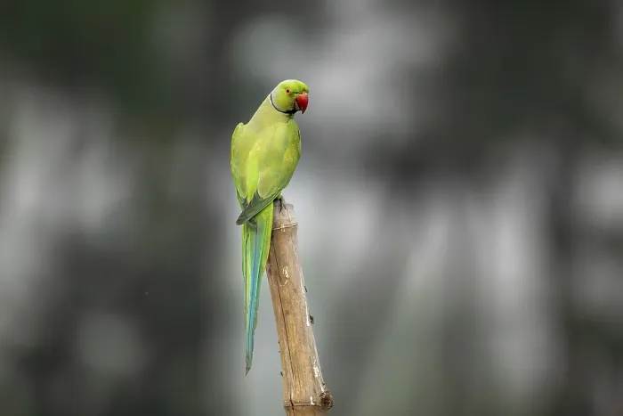 Gerahmter Druck : Ein Rosenringparadiesvogel (Psittacula Krameri) Gerahmter Druck : Ein Rosenringparadiesvogel (Psittacula Krameri)