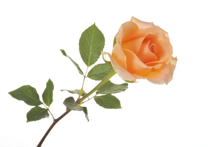 Gerahmter Druck : Rose (Rosa) Gerahmter Druck : Rose (Rosa)