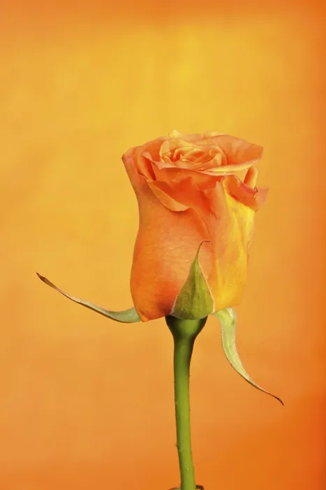 Gerahmter Druck : Rosa (Rosa) Gerahmter Druck : Rosa (Rosa)
