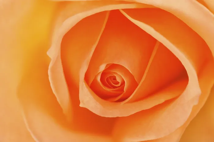 Gerahmter Druck : Rosen (Rose) Gerahmter Druck : Rosen (Rose)