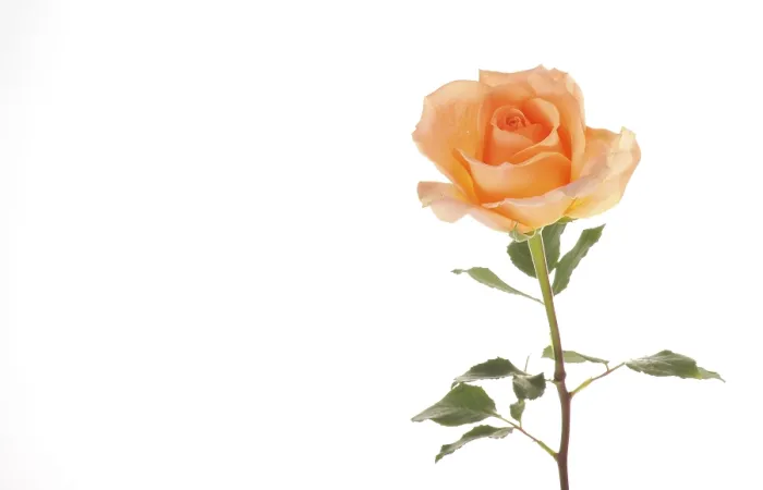 Gerahmter Druck : Rosa (Rosa) Gerahmter Druck : Rosa (Rosa)