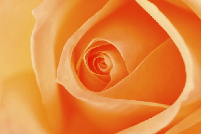 Gerahmter Druck : Rosa (Rosa) Gerahmter Druck : Rosa (Rosa)