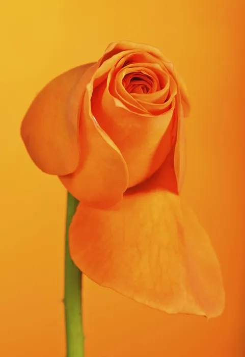 Gerahmter Druck : Rose (Rosa) Gerahmter Druck : Rose (Rosa)