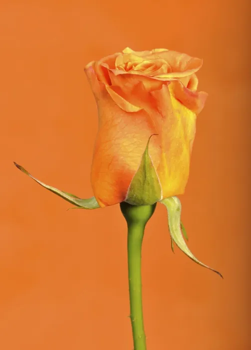 Gerahmter Druck : Rosa - eine Rosenart Gerahmter Druck : Rosa - eine Rosenart