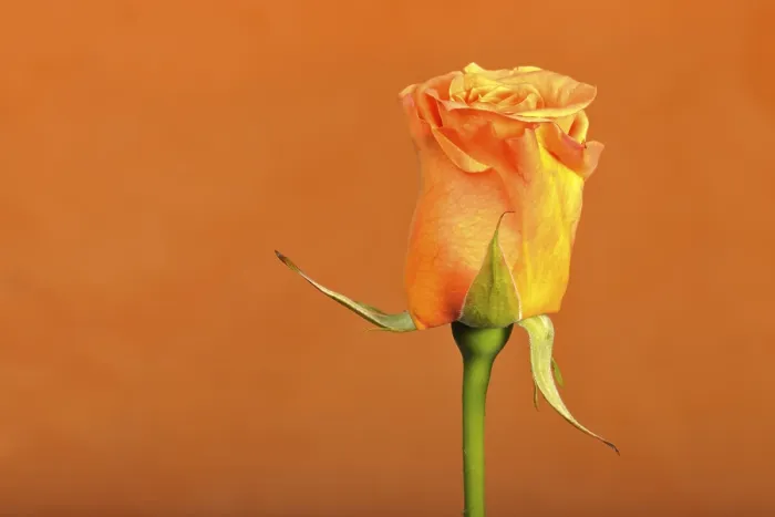 Gerahmter Druck : Rose (Rosa) Gerahmter Druck : Rose (Rosa)
