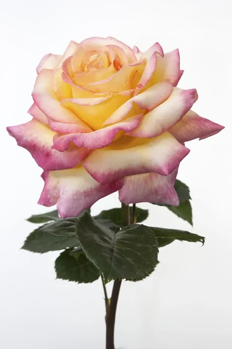 Gerahmter Druck : Rose (Rosa) Gerahmter Druck : Rose (Rosa)