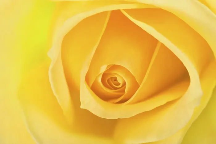Gerahmter Druck : Rosa (Rosa)