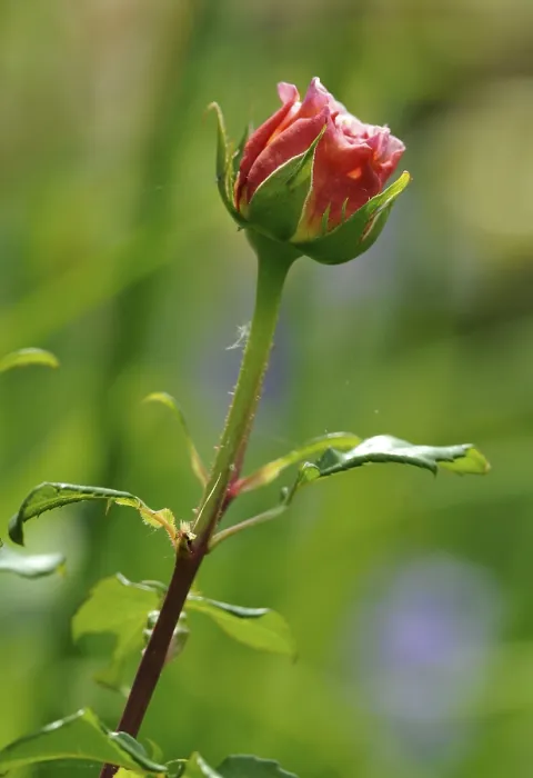 Gerahmter Druck : Rosa (Rosa) Gerahmter Druck : Rosa (Rosa)