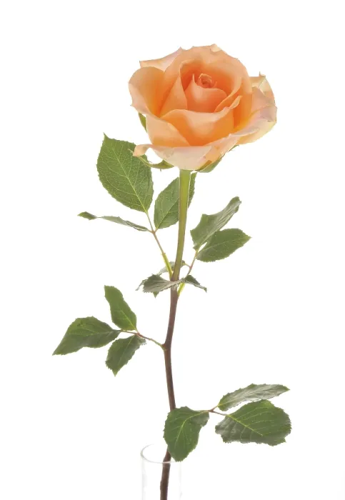 Gerahmter Druck : Rosa - Die Königin der Rosen Gerahmter Druck : Rosa - Die Königin der Rosen