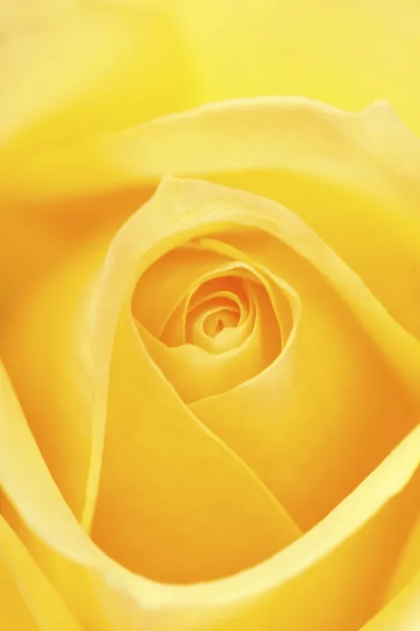 Gerahmter Druck : Rosa - Die Königin der Blumen Gerahmter Druck : Rosa - Die Königin der Blumen