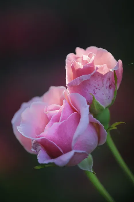 Gerahmter Druck : Rosa Rosa. Eine sanfte Rose, umgeben von weichen Blättern und einem leuchtenden Zentrum Gerahmter Druck : Rosa Rosa. Eine sanfte Rose, umgeben von weichen Blättern und einem leuchtenden Zentrum