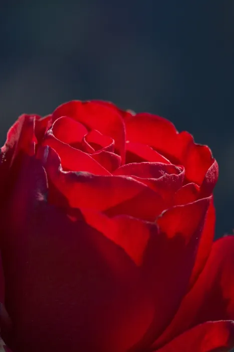Gerahmter Druck : Rosa - Die Königin der Rosen Gerahmter Druck : Rosa - Die Königin der Rosen