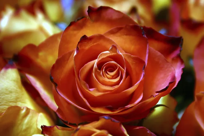 Gerahmter Druck : Rosa Rosa. Ein wunderschönes Rosa-Rose-Blütenmotiv Gerahmter Druck : Rosa Rosa. Ein wunderschönes Rosa-Rose-Blütenmotiv