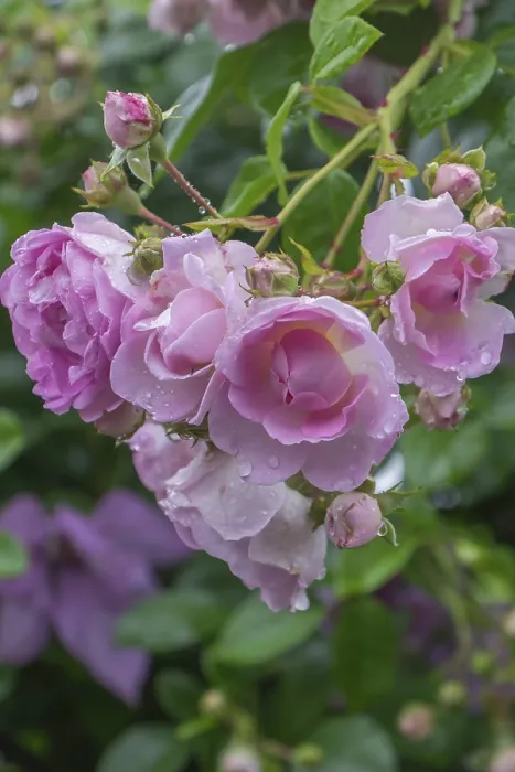 Gerahmter Druck : Rose (Rosa sp.) mit Regentropfen. Gerahmter Druck : Rose (Rosa sp.) mit Regentropfen.