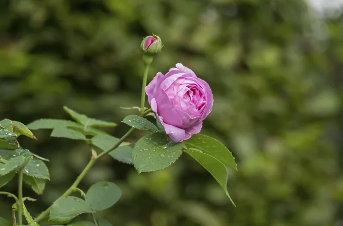 Gerahmter Druck : Rosa (Rosa sp.) mit Regentropfen. Gerahmter Druck : Rosa (Rosa sp.) mit Regentropfen.