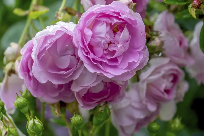 Gerahmter Druck : Rosa (Rosa sp.) mit Regentropfen. Gerahmter Druck : Rosa (Rosa sp.) mit Regentropfen.