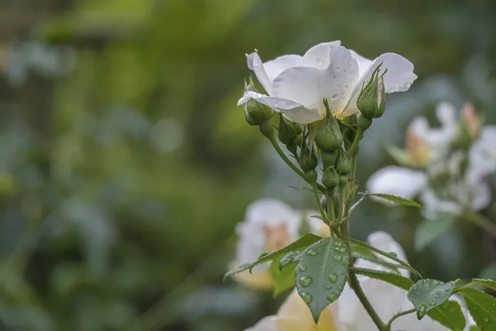 Gerahmter Druck : Rose (Rosa sp.) mit Regentropfen. Gerahmter Druck : Rose (Rosa sp.) mit Regentropfen.