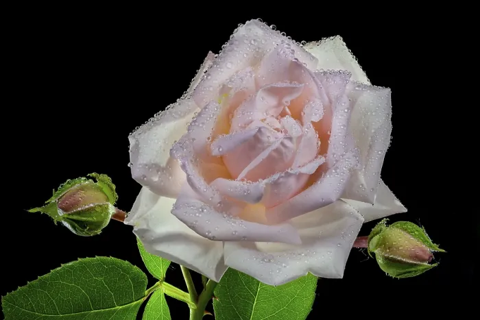 Gerahmter Druck : Rose (Rosa) mit Wassertröpfchen, Fokusstapel, Österreich. Gerahmter Druck : Rose (Rosa) mit Wassertröpfchen, Fokusstapel, Österreich.