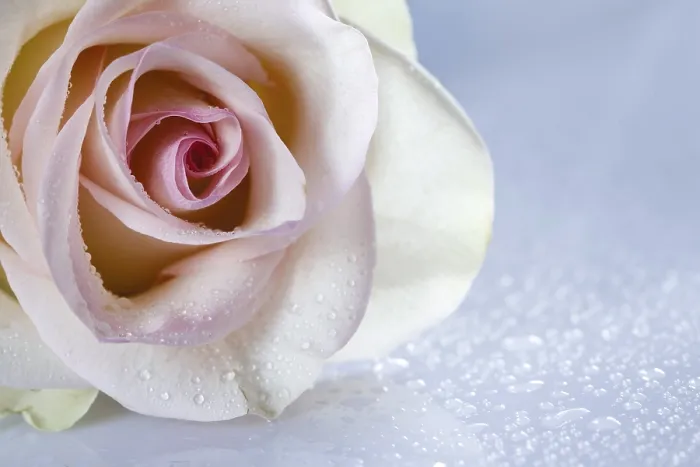 Gerahmter Druck : Ein Detail einer Rose und Wassertröpfchen. Gerahmter Druck : Ein Detail einer Rose und Wassertröpfchen.