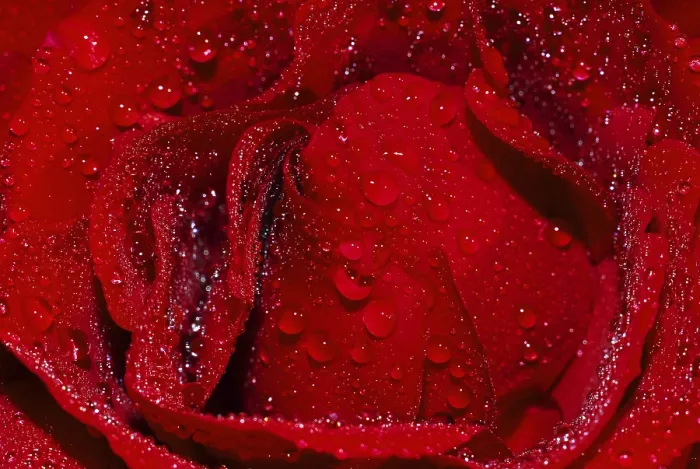 Gerahmter Druck : Rose mit Tropfen Wasser. Gerahmter Druck : Rose mit Tropfen Wasser.
