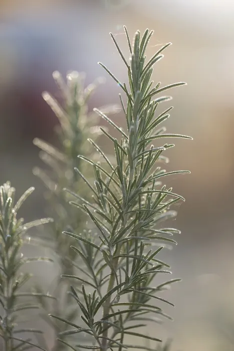 Gerahmter Druck : Rosemary Gerahmter Druck : Rosemary