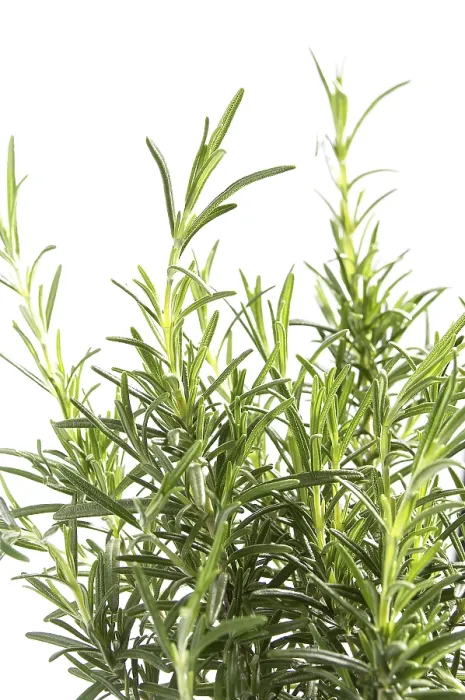 Gerahmter Druck : Rosemary Gerahmter Druck : Rosemary