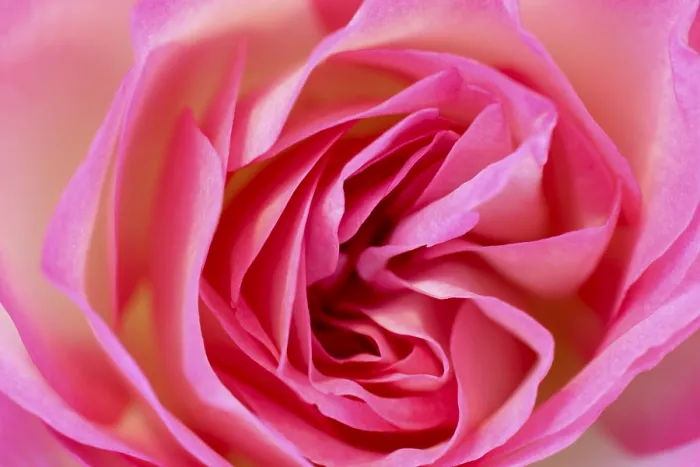 Gerahmter Druck : Rosenbluete Gerahmter Druck : Rosenbluete