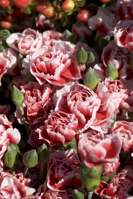 Gerahmter Druck : Roses Gerahmter Druck : Roses