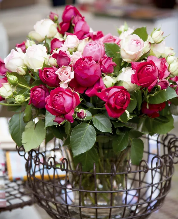 Gerahmter Druck : Roses Gerahmter Druck : Roses