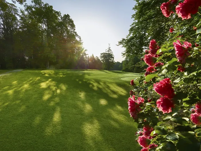 Gerahmter Druck : Rosen auf dem Golfplatz. Gerahmter Druck : Rosen auf dem Golfplatz.