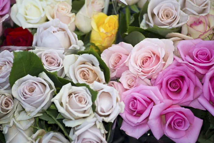 Gerahmter Druck : Rosen (Rosa) Gerahmter Druck : Rosen (Rosa)