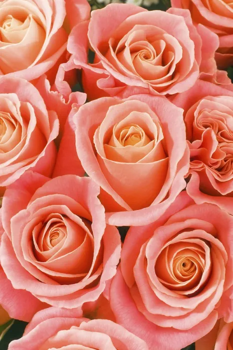 Gerahmter Druck : Rosen (Rosa)