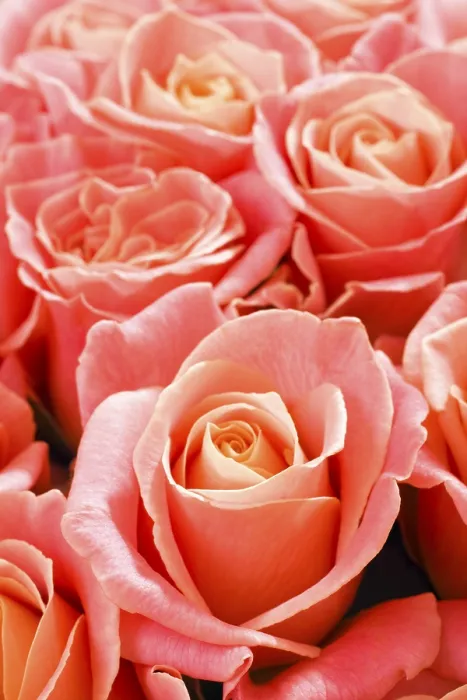 Gerahmter Druck : Rosen (Rosa) Gerahmter Druck : Rosen (Rosa)