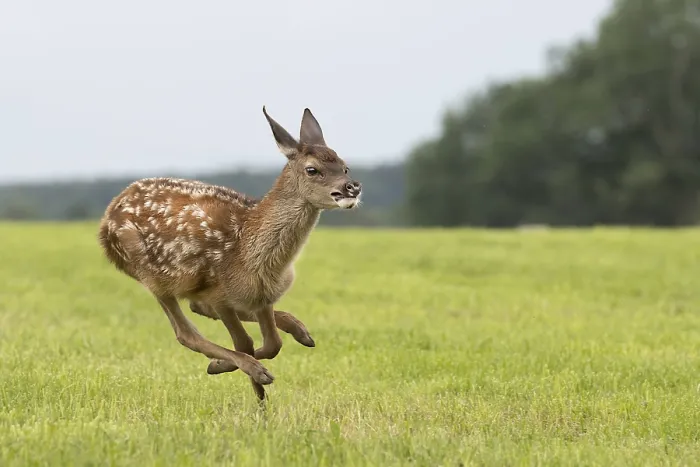Gerahmter Druck : Rotkalb Gerahmter Druck : Rotkalb
