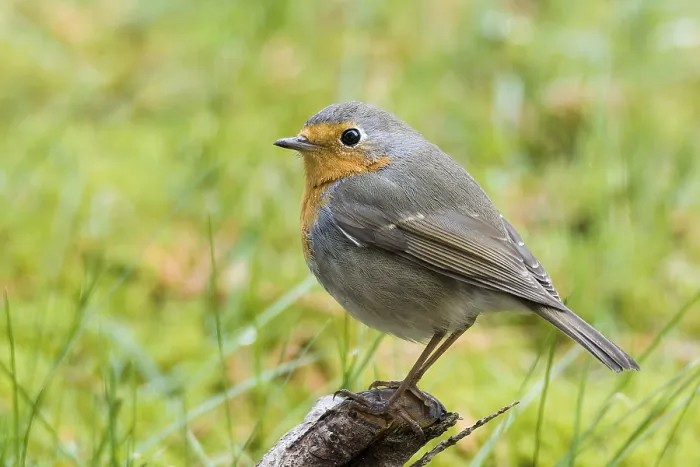 Gerahmter Druck : Rotkehlchen (Erithacus rubecula) Gerahmter Druck : Rotkehlchen (Erithacus rubecula)