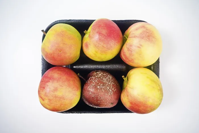 Gerahmter Druck : Verfaulter Apfel in einer Kartonverpackung Gerahmter Druck : Verfaulter Apfel in einer Kartonverpackung