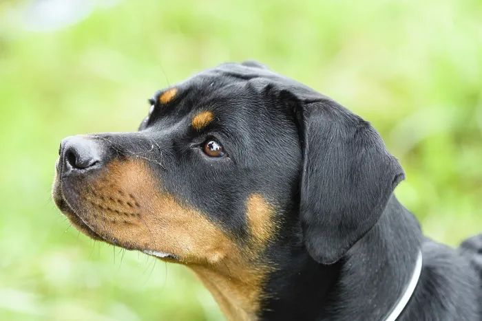 Gerahmter Druck : Rottweiler Gerahmter Druck : Rottweiler