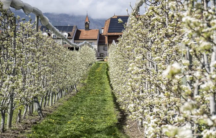 Gerahmter Druck : Reihe blühender Apfelbäume im Frühling.