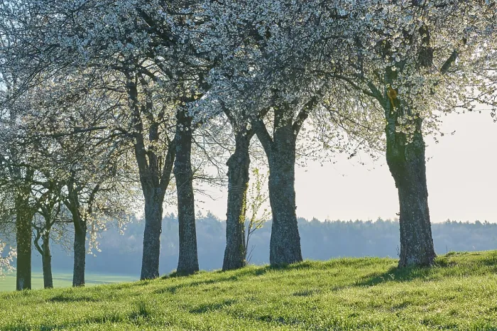 Gerahmter Druck : Reihe von Kirschbäumen, Kirschblüten. Gerahmter Druck : Reihe von Kirschbäumen, Kirschblüten.