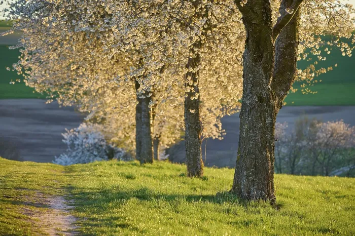 Gerahmter Druck : Reihe von Kirschbäumen, Kirschblüten. Gerahmter Druck : Reihe von Kirschbäumen, Kirschblüten.