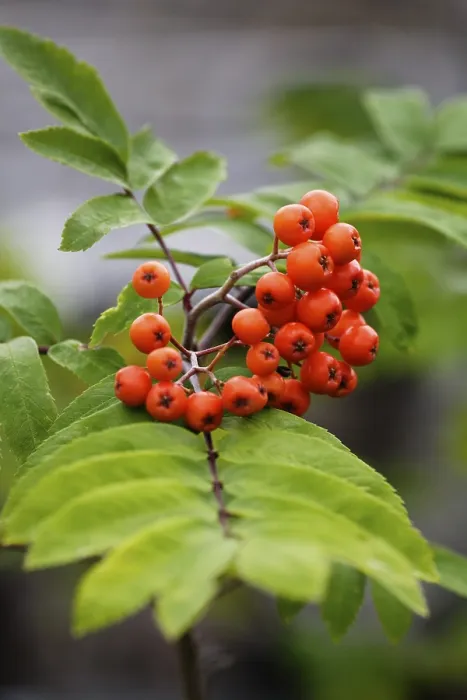 Gerahmter Druck : Rowanberries Gerahmter Druck : Rowanberries