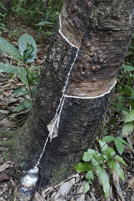 Gerahmter Druck : Kautschukbaum (Hevea brasiliensis) Gerahmter Druck : Kautschukbaum (Hevea brasiliensis)