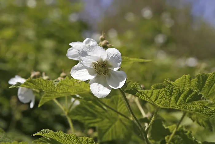 Gerahmter Druck : Rubus parviflorus, Nutka-Raspe Gerahmter Druck : Rubus parviflorus, Nutka-Raspe