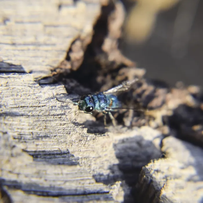 Gerahmter Druck : Die Rubinbauchwespe Chrysis ignita Gerahmter Druck : Die Rubinbauchwespe Chrysis ignita