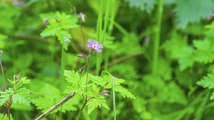 Gerahmter Druck : Ruprechtskraut (Geranium robertianum) Gerahmter Druck : Ruprechtskraut (Geranium robertianum)