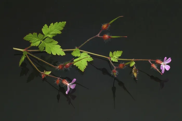 Gerahmter Druck : Ruprechtskraut, auch Herber Robert (Geranium robertianum) oder Stinkende Hahnenfuß. Gerahmter Druck : Ruprechtskraut, auch Herber Robert (Geranium robertianum) oder Stinkende Hahnenfuß.