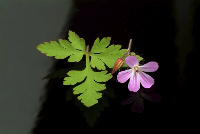 Gerahmter Druck : Ruprechtskraut, auch Herber Robert (Geranium robertianum) oder Stinkender Scharbockskraut Gerahmter Druck : Ruprechtskraut, auch Herber Robert (Geranium robertianum) oder Stinkender Scharbockskraut