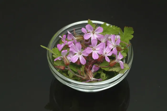 Gerahmter Druck : Ruprechtskraut, auch Herber Robert (Geranium robertianum) oder Stinkender Hahnenfuß. Gerahmter Druck : Ruprechtskraut, auch Herber Robert (Geranium robertianum) oder Stinkender Hahnenfuß.