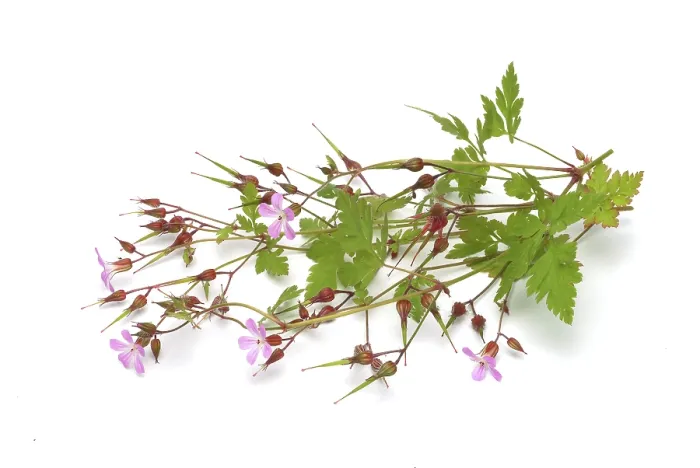 Gerahmter Druck : Ruprechtskraut (Geranium robertianum) Gerahmter Druck : Ruprechtskraut (Geranium robertianum)