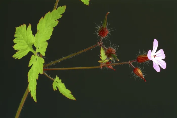 Gerahmter Druck : Ruprechtskraut, auch Herber Robert (Geranium robertianum) oder Stinkender Scharbockskraut Gerahmter Druck : Ruprechtskraut, auch Herber Robert (Geranium robertianum) oder Stinkender Scharbockskraut